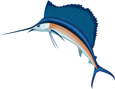 Vector Swordfish Atlantic Sailfish 