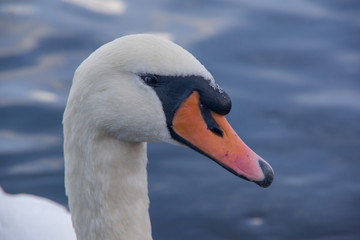 Close up side view of swan head. Lake water in the background. Animals in the United Kingdom.