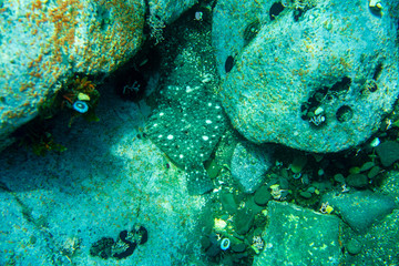 Diving and underwater photography, octopus under water in its natural habitat.
