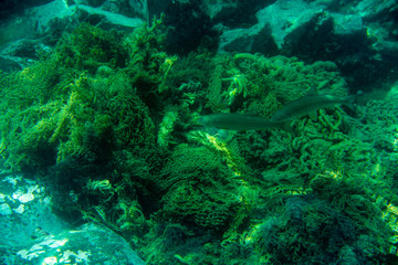Diving and underwater photography, octopus under water in its natural habitat.