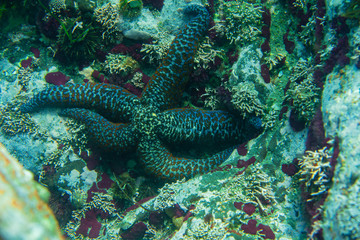 Diving and underwater photography, octopus under water in its natural habitat.