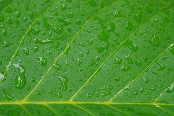 natural plant texture from the structure of a green leaf with water drops
