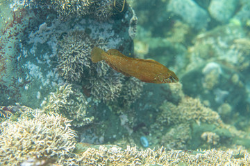 Diving and underwater photography, octopus under water in its natural habitat.