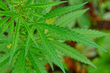 green marijuana bush with leaves growing in nature