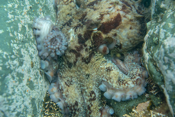 Diving and underwater photography, octopus under water in its natural habitat.