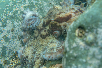 Diving and underwater photography, octopus under water in its natural habitat.