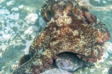 Diving and underwater photography, octopus under water in its natural habitat.