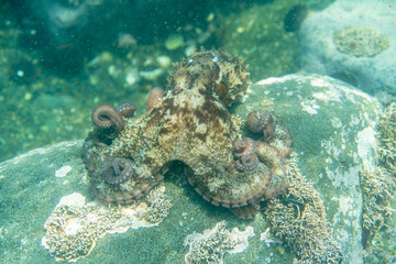 Diving and underwater photography, octopus under water in its natural habitat.