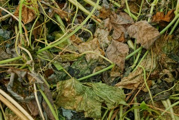 vegetative natural background of dry grass and leaves on the ground