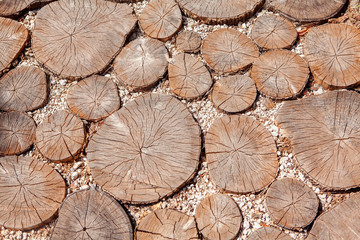 Fototapeta premium wooden walkway , path made by cut round trees