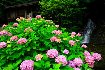 紫陽花と水車小屋