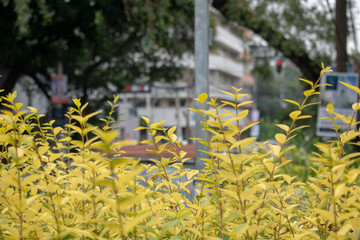 Barrera natural