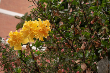 Amarillo patito