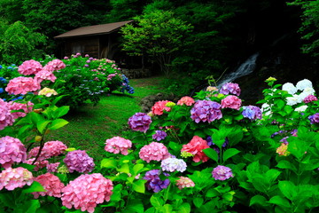 紫陽花と水車小屋