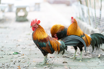 Colorful rooster in the temple