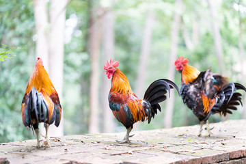 Colorful rooster in the temple