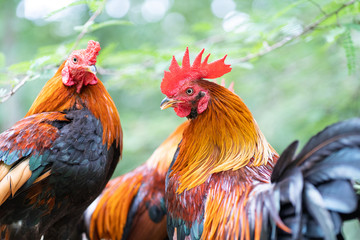 Colorful rooster in the temple