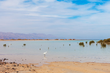 Red Sea coast and mangroves in the Ras Mohammed National Park. Famous travel destionation in desert. Sharm el Sheik, Sinai Peninsula, Egypt.