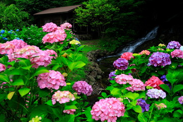 紫陽花と水車小屋