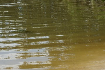  brown green texture of water and waves on the pond