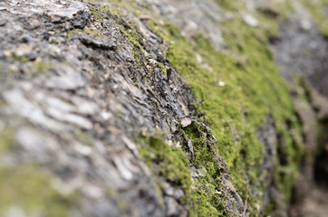 Macro, close-up of moss and lichen on the background of birch bark texture.