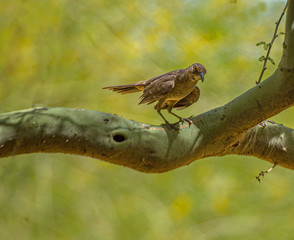 Curve-billed Thrasher in Tree, Arizona