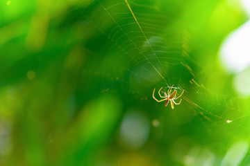 small spider on the net in the morning