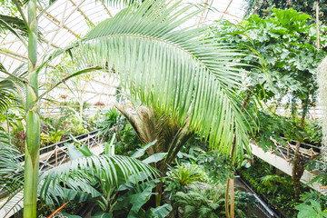Naklejka premium tropical rainforest green house glasshouse interior lots of lush fresh green leaves photo