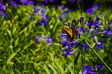 Mariposa en primavera