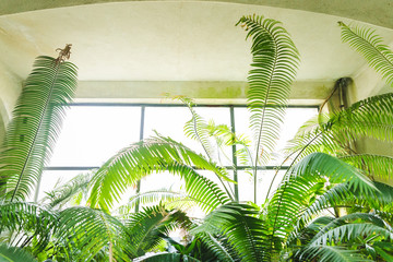 Fototapeta na wymiar tropical rainforest green house glasshouse interior lots of lush fresh green leaves photo