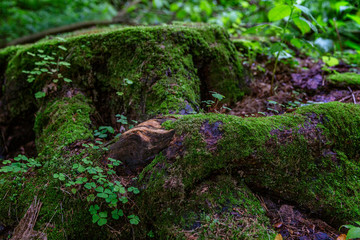 A large stump covered with thick green moss in the forest. Fabulous view. Close-up.