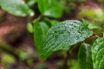 Drops of dew on the leaves of shrubs in the forest. Close-up.