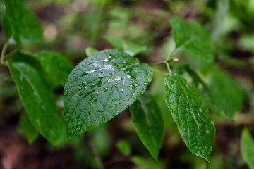 Drops of dew on the leaves of shrubs in the forest. Close-up.