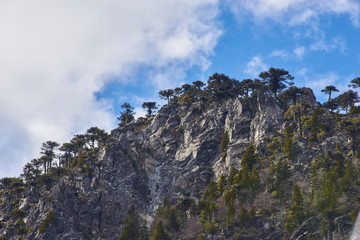 Various natural landscapes at night and day in Conguillio National Park, Chile