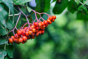 Rowan branch with berries on a tree. Close-up.