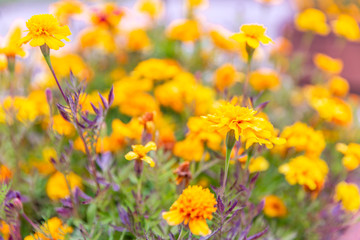Fototapeta premium Small yellow flowers in the garden. Close-up.