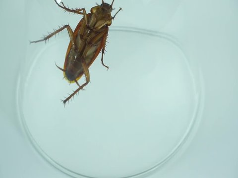 Cockroaches in glass on white background Full HD 1920x1080 ,Copy space.