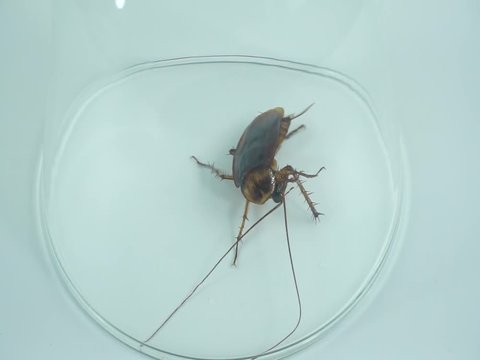 Cockroaches in glass on white background Full HD 1920x1080 ,Copy space.