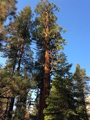 Obraz premium trees in the forest