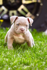 Young dog breed American Bulli close-up. Puppy Bull, beautiful little dogs running around the green grass. Mowed lawn. Copy space for text, long banner. The concept of children's friendship and games