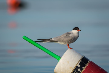 Arctic Tern (Sterna paradisaea) on red, white and black lobster buoy on a sunny summer morning, Muscongus Bay, Maine