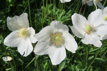 Beautiful white anemone flowers in the garden, closeup