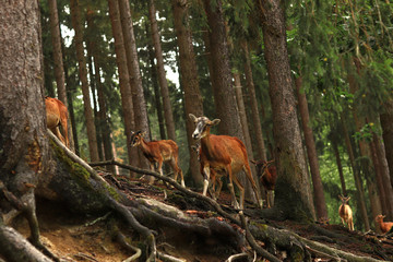 baum, natur, wald, tier, wild lebende tiere, säugetier, wild, fell, braun, umwelt, rehe, herde