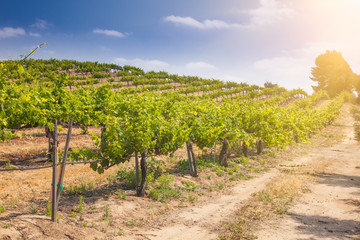 Fototapeta na wymiar Beautiful Wine Grape Vineyard Farm in the Afternoon Sun.