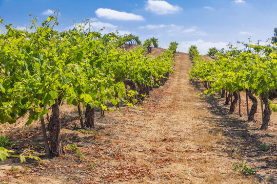 Beautiful Wine Grape Vineyard Farm in the Afternoon Sun.