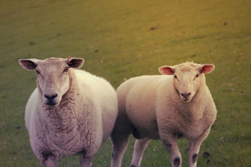 Closeup portrait of two sheep standing on a meadow and looking at the camera