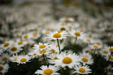 A daisy stand out in a field of daisies bokeh.