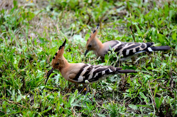 birds, europe, beauty, summer, avian, brown, nature, green, wildlife, grass, beak, feather, garden, orange, black, epops, birding, eurasian, colorful, wing, crest, bird, white, beautiful, upupa, fauna