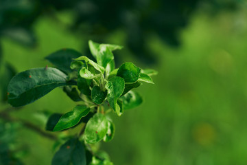 green plant in the garden