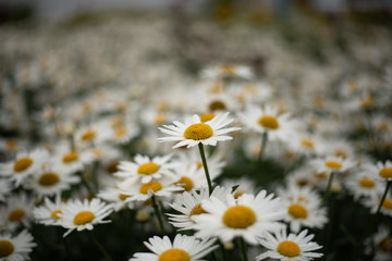 A daisy stand out in a field of daisies bokeh.